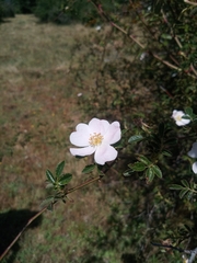 Rosa pouzinii