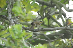 Gavicalis fasciogularis