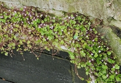 Cymbalaria muralis