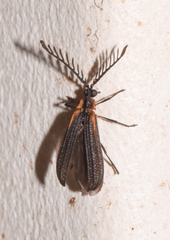 Leptoceletes basalis
