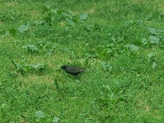 Sturnus vulgaris