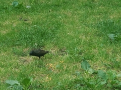 Sturnus vulgaris