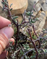 Drosanthemum karrooense