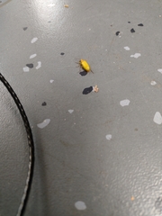 Cteniopus sulphureus