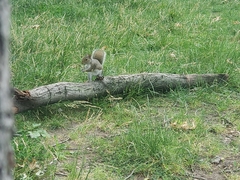 Sciurus carolinensis