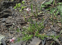 Asperula cristata