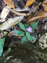 Pseuderanthemum verapazense