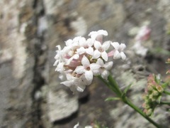 Asperula cristata