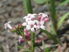 Asperula cristata