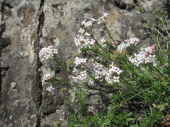 Asperula cristata