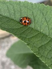 Harmonia axyridis
