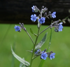 Cynoglottis barrelieri