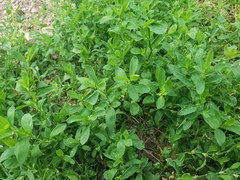 Polygonum aviculare