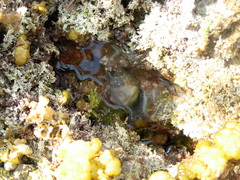 Stramonita haemastoma
