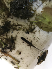 Lissotriton vulgaris