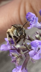 Anthophora quadrimaculata