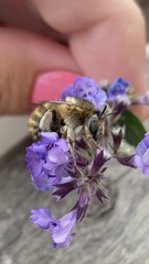 Anthophora quadrimaculata