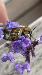 Anthophora quadrimaculata