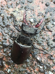 Lucanus cervus