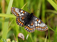 Euphydryas iduna