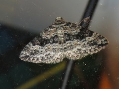 Aponotoreas