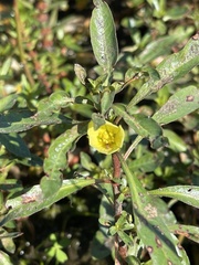 Ludwigia adscendens diffusa