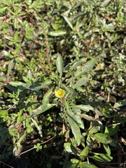 Ludwigia adscendens diffusa