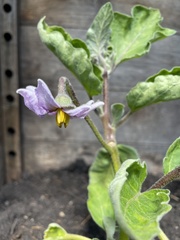 Solanum melongena