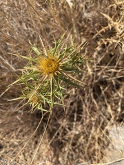 Carlina graeca