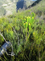 Euryops pinnatipartitus