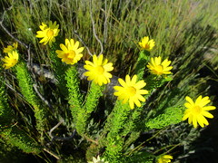 Euryops pinnatipartitus