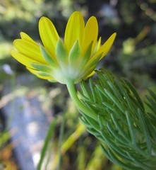 Euryops pinnatipartitus