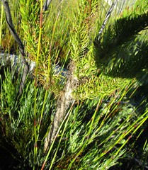 Euryops pinnatipartitus