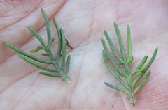 Euryops pinnatipartitus