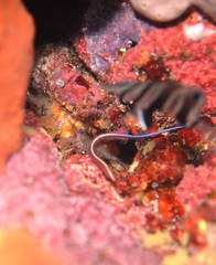 Rhynchocinetes australis