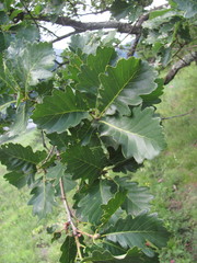 Quercus macranthera