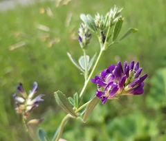 Medicago sativa