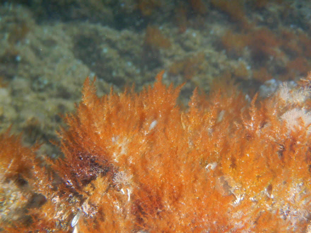 Lophothalieae