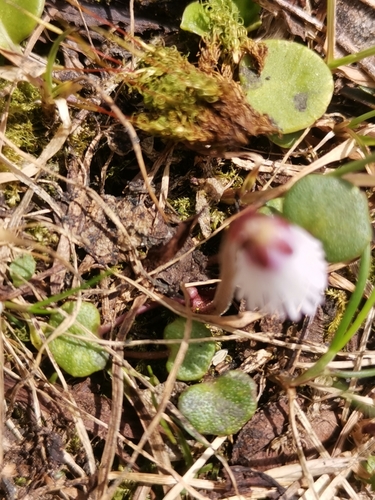 Image of Soldanella minima by (c) Ljaž, some rights reserved (CC BY)