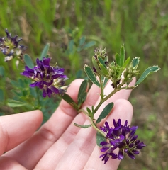 Medicago sativa