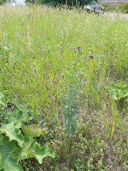 Medicago sativa