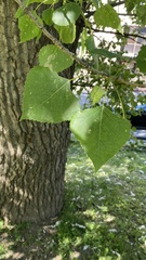Populus