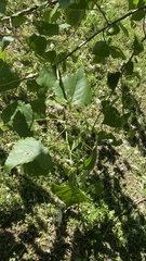 Populus