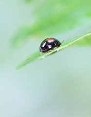 Argopistes coccinelliformis