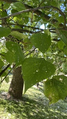 Populus