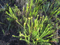 Ursinia trifida