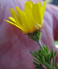 Ursinia trifida