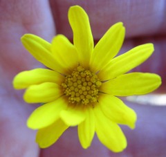 Ursinia trifida