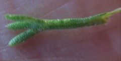 Ursinia trifida