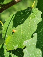 Harmandiola globuli